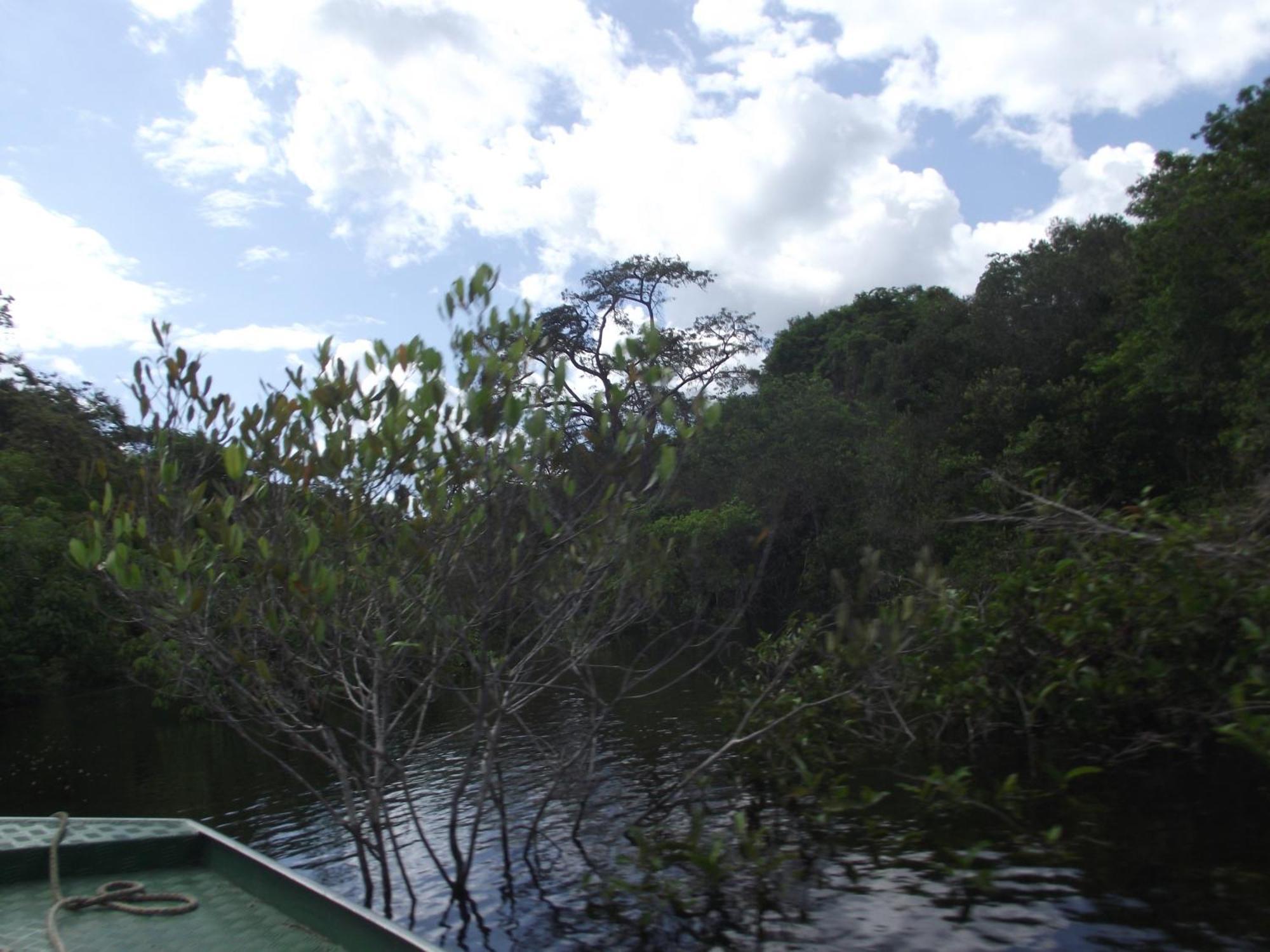 Amazon Arowana Lodge Careiro Eksteriør bilde