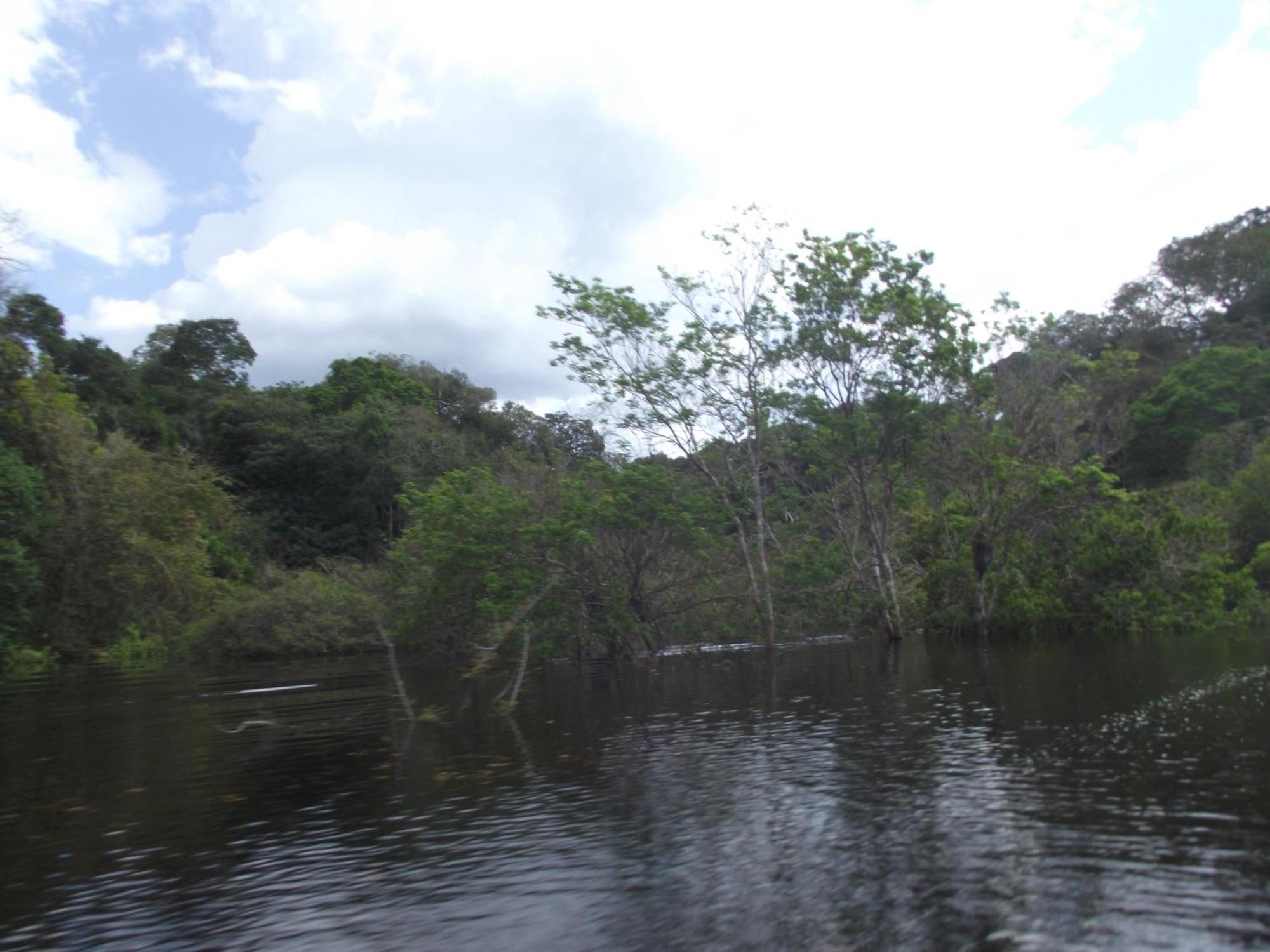 Amazon Arowana Lodge Careiro Eksteriør bilde