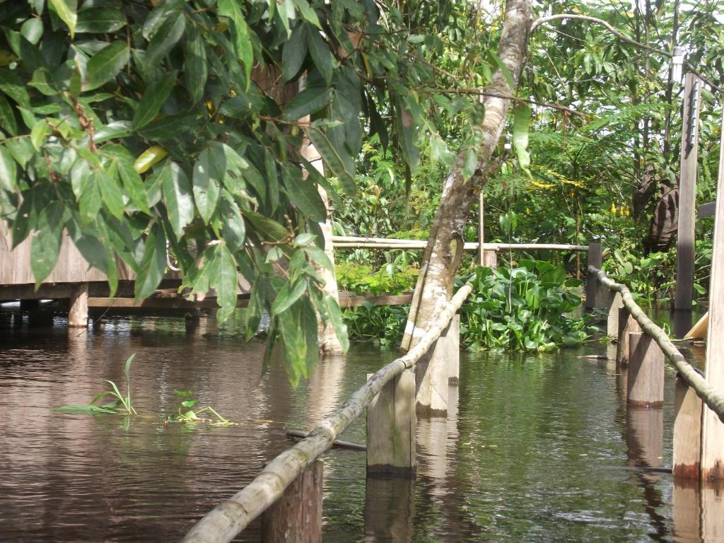 Amazon Arowana Lodge Careiro Eksteriør bilde
